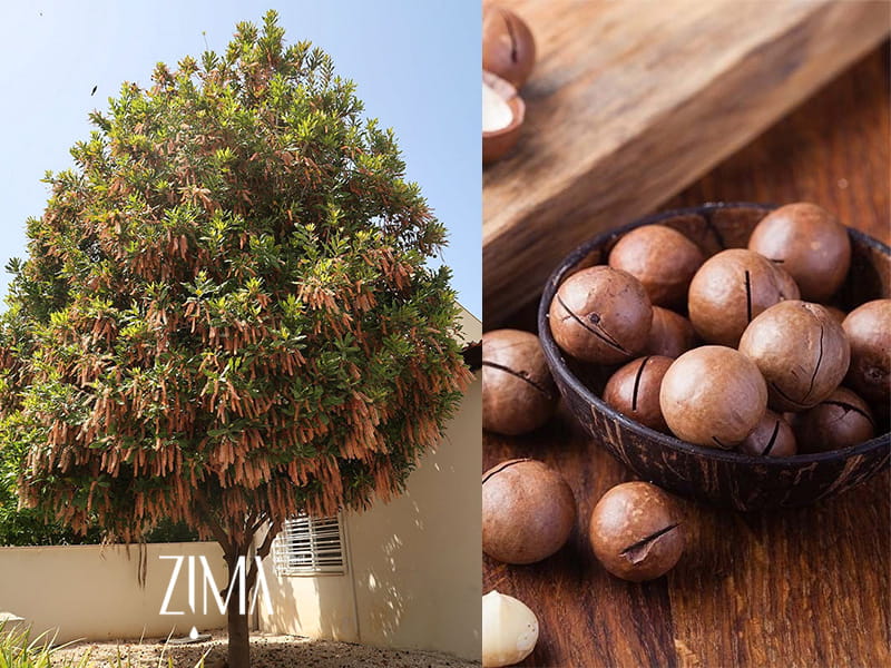 روغن ماکادمیا